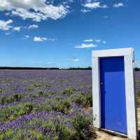 Southern Hemisphere's Largest Organic Lavender Farm is OPEN! 💜🌿