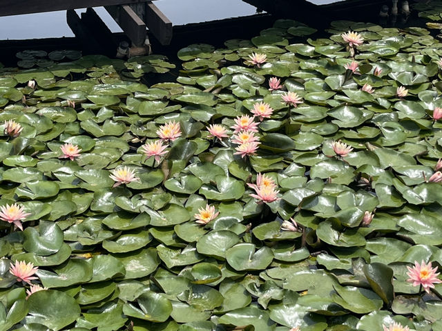 연꽃