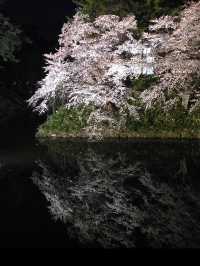 🎯【青森・弘前城】日本一美しい桜とお城のコントラストに感動