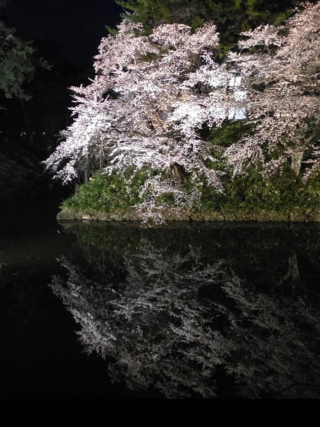 🎯【青森・弘前城】日本一美しい桜とお城のコントラストに感動