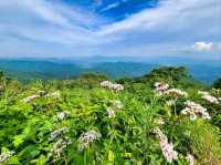 Wildflowers, Wind, and a Whole Lotta Wow