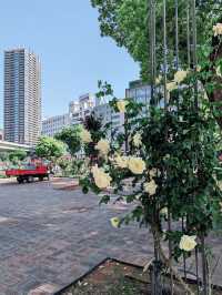 The Nakanoshima Rose Garden