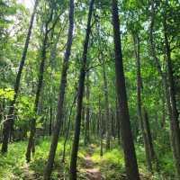 Peaceful Trails & Peak Feels at Baekdeoksan 