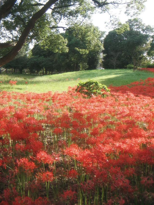 真紅の絨毯に包まれる「巾着田曼珠沙華公園」で、秋の感動旅