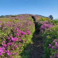 Wandering Into the Quiet Charm of Sajasan Village
