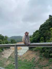 香港｜麥徑六段：馬騮山🐒——城門水塘