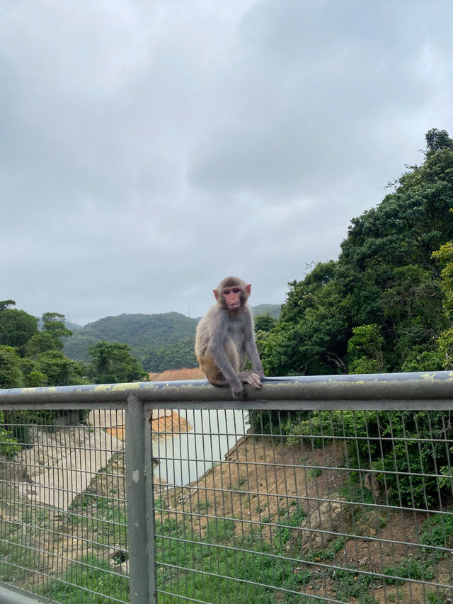 香港｜麥徑六段：馬騮山🐒——城門水塘