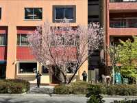 🌸城市中的綠色奇蹟！《新宿御苑》四季皆美的東京祕密花園，賞櫻、避暑、療癒心靈一次到位🍁🌿 