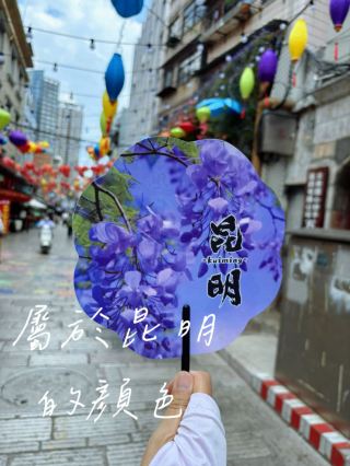 昆明5月藍花楹勝開