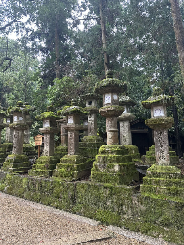 春日大社：在奈良感受神社的靈氣，探訪自然與文化的和諧交融！