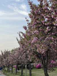 รีวิว 미사경장공원 (Misa Gyeongjang Park) 🌸