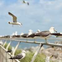 Feathered Spirits & Ocean Whispers: A Summer Pilgrimage to Kabushima Shrine