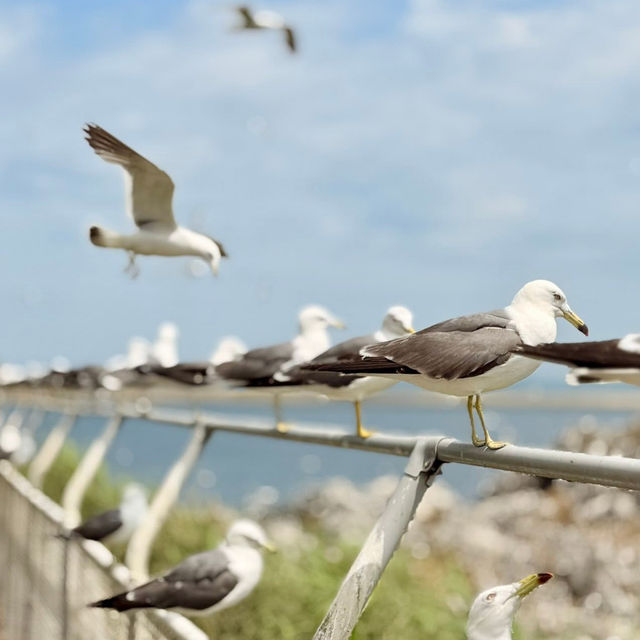 Feathered Spirits & Ocean Whispers: A Summer Pilgrimage to Kabushima Shrine