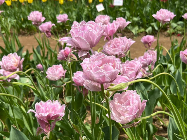國營常陸海濱公園