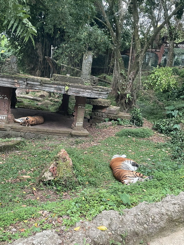 Safari fun day ! 🐯🐘🦁🦓😍😍💕
