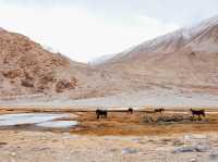Along the way to PANGONG lake 🚌🌿❄️