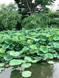 【鎌倉　もうすぐ開花する鶴岡八幡宮のハス池🪷と快適なカフェ】