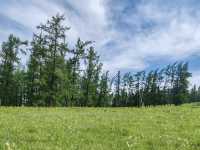 Beautiful Guanyutai: Wildflowers in Bloom