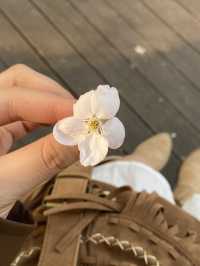 Seoul Forest ช่วงฤดูใบไม้ผลิ🌸🇰🇷