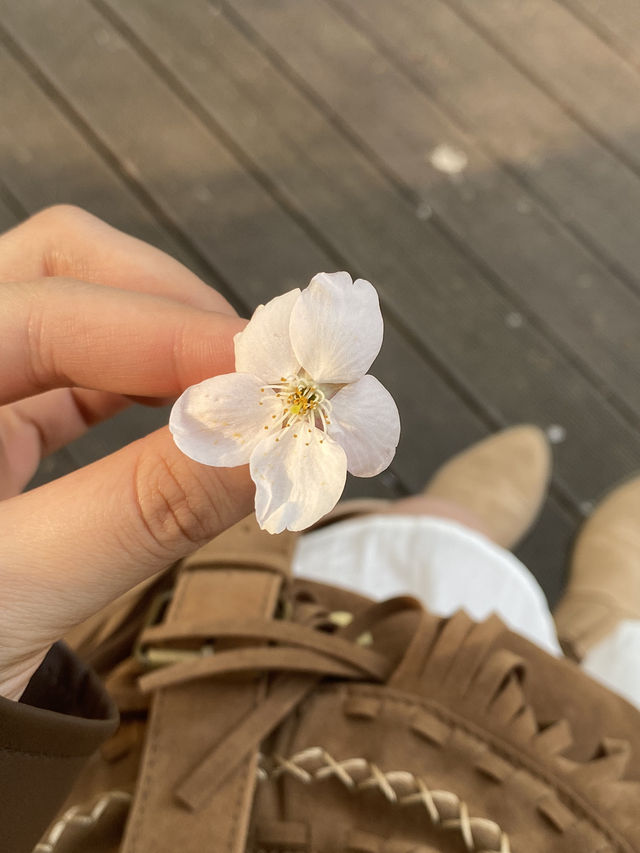 Seoul Forest ช่วงฤดูใบไม้ผลิ🌸🇰🇷