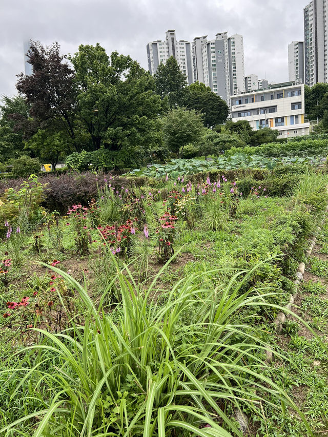 한강공원 꽃보고 가세요