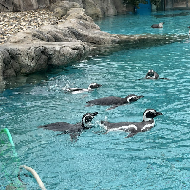 Shanghai Wild Animal Park