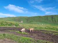 Pastoral Melody: A Serendipitous Horseback Adventure