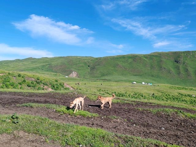Pastoral Melody: A Serendipitous Horseback Adventure