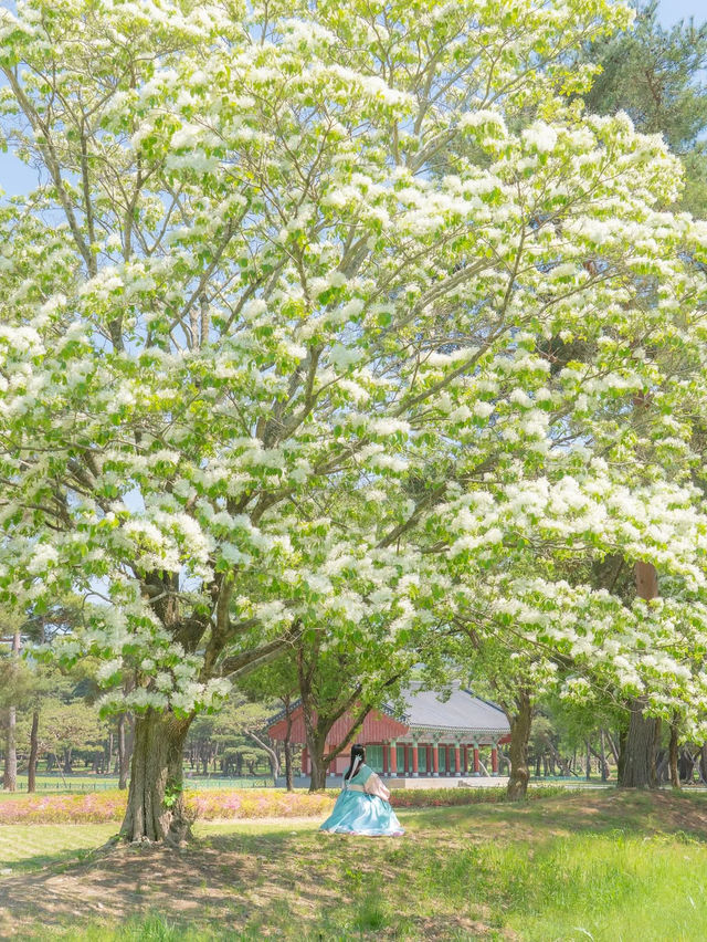 (실시간) 신라 공주님은 하얀 봄 눈 내린 오릉 산책을 즐겼다지🤍 