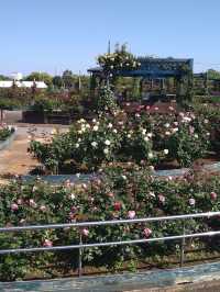 【エコパーク水俣バラ園】色とりどりのバラに包まれる、癒しの花園🌹🌞