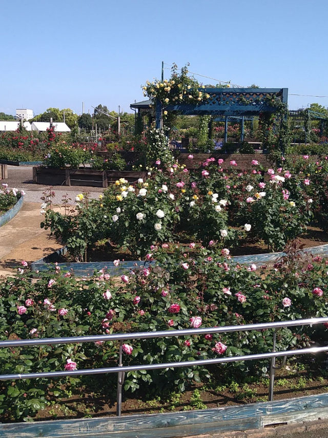 【エコパーク水俣バラ園】色とりどりのバラに包まれる、癒しの花園🌹🌞