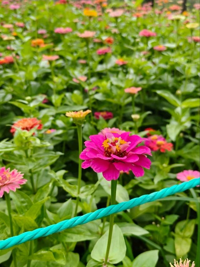 Chaoyang Park – CBD’s Secret Garden in Full Bloom