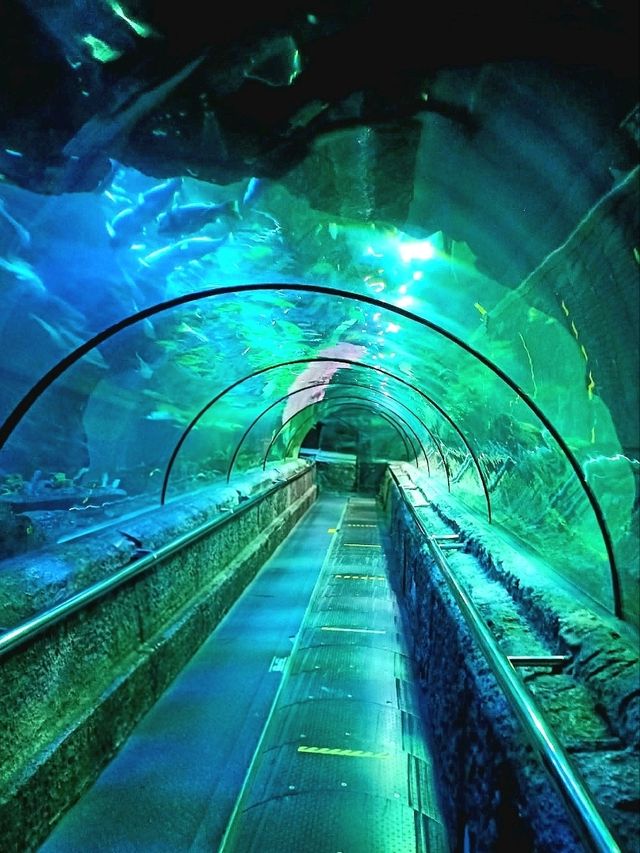 Dive Into the Wonders of SeaWorld Ancol