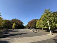 捕捉城市中的秋日金黃:代代木公園的銀杏與阿夫利拉麵饗宴
