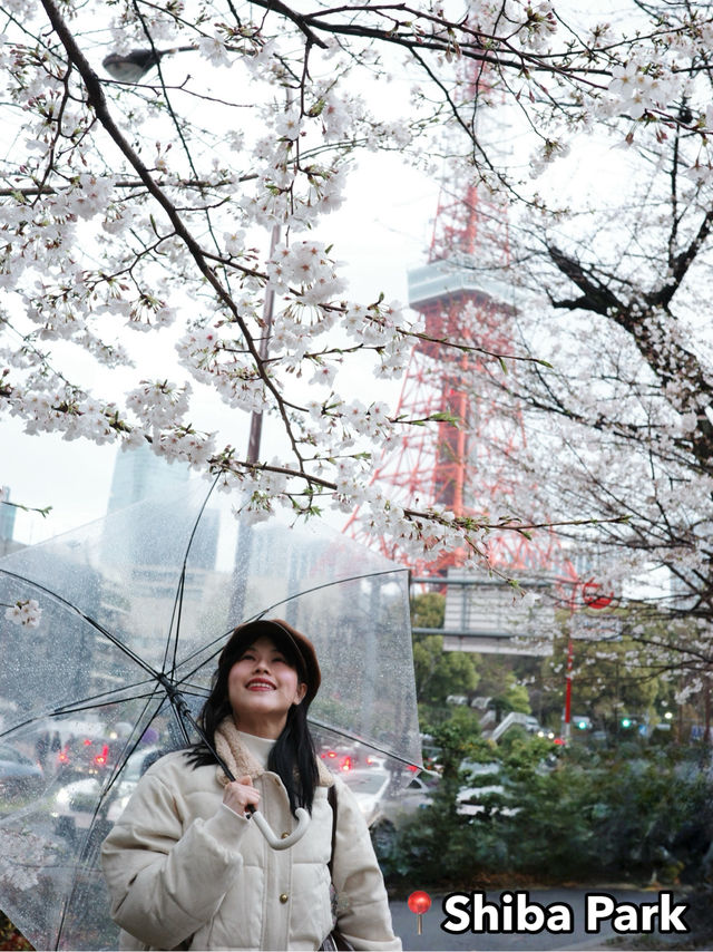 จุดชมซากุระใกล้ Tokyo Tower🗼 