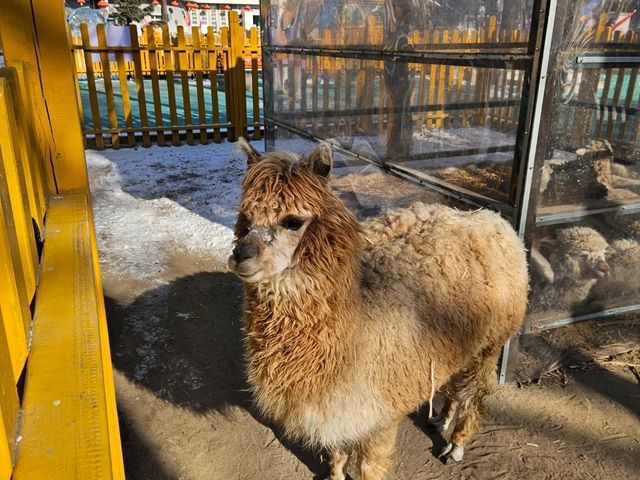 Harbin the snow world