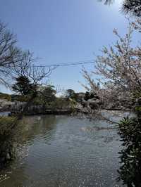 【鎌倉】桜シーズンのかまくら