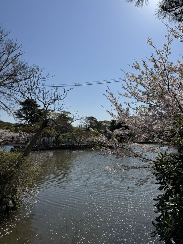【鎌倉】桜シーズンのかまくら