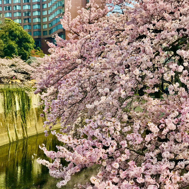 🌸都心の隠れ花見スポット：モモと桜が重なる早稲田鶴巻町🌸