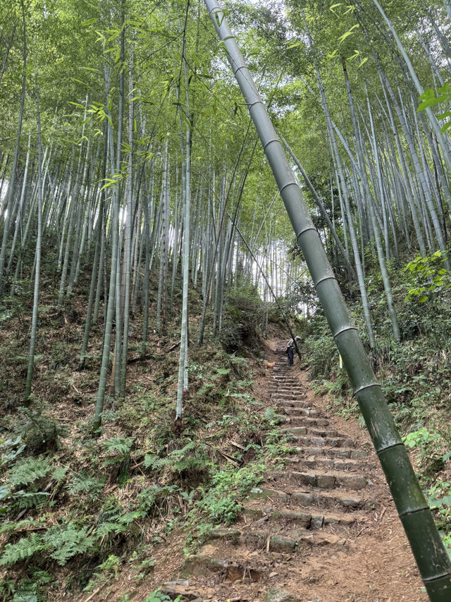 Trekking in beautiful Moganshan mountain 莫干山