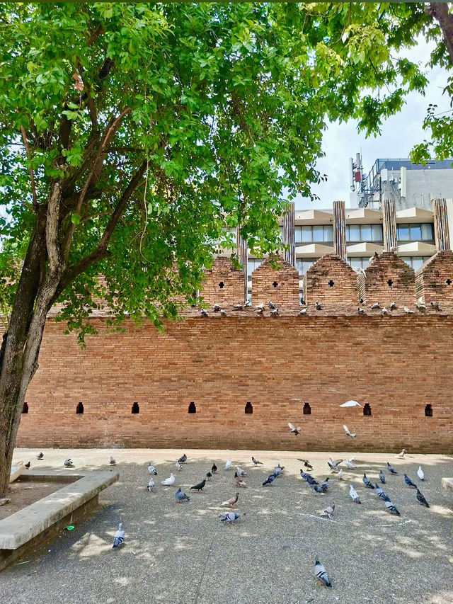 มาถึงเชียงใหม่ จะพลาดโพสท่ากับประตูท่าแพได้ไง 📸🕊️