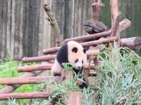 แพนด้า 🐼....เฉิงตู