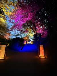 神奈川|夜遊江之島 江島神社夢幻點燈 像置身虛幻仙境