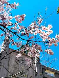 Dukezong Ancient Town – Blossom Beauty at 3,300m 🌸