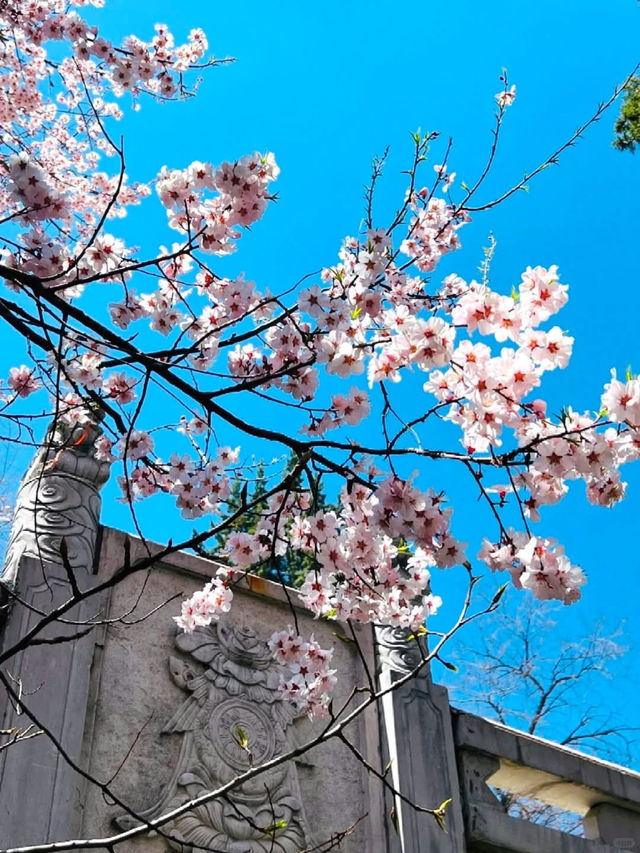 Dukezong Ancient Town – Blossom Beauty at 3,300m 🌸