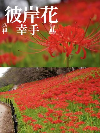 蜘蛛百合，鮮紅的地毯[Satte]