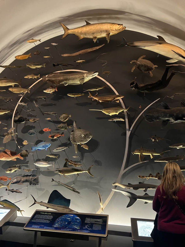 ［紐約旅行］紐約自然歷史科學博物館American Museum of Natural History🦴晚上會活起來的博物館