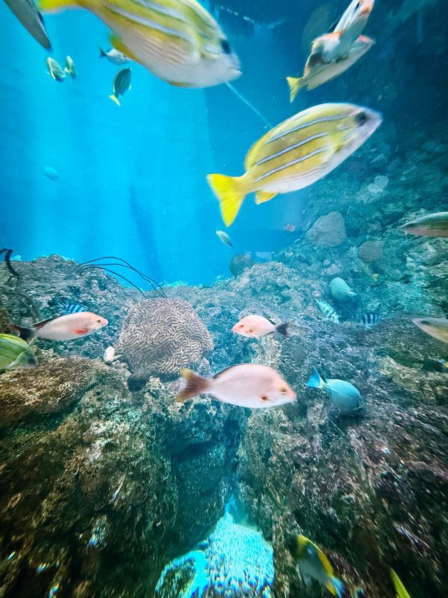🐧【登別尼克斯海洋公園】親子必去!企鵝巡遊+沙丁魚風暴+童話城堡水族館 🐧【登別尼克斯海洋公園】親子必去!企鵝巡遊+沙丁魚風暴+童話城堡水族館