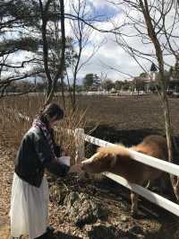 🐐 제주 ‘갈갈팜랜드’ — 동물 먹이주기 체험