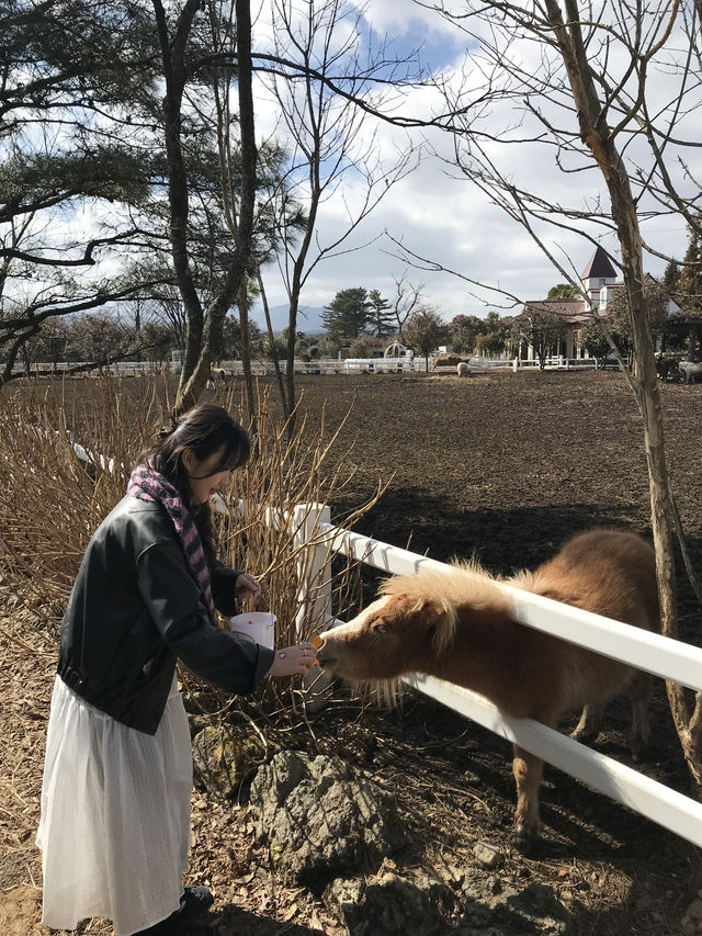 🐐 제주 ‘갈갈팜랜드’ — 동물 먹이주기 체험 🐐 제주 ‘갈갈팜랜드’ — 동물 먹이주기 체험